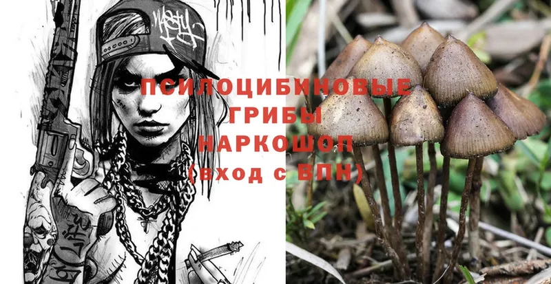 Галлюциногенные грибы Psilocybe  Лодейное Поле 